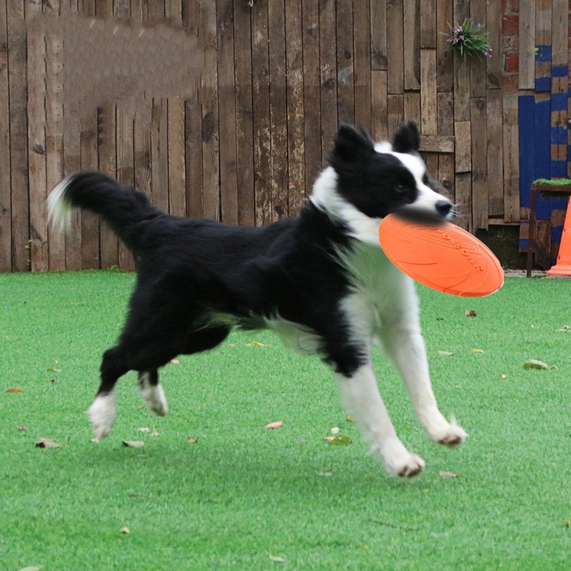 Interactive Silicone Flying Sa - đánh giá và giá Flying Disc Dog Training Toy