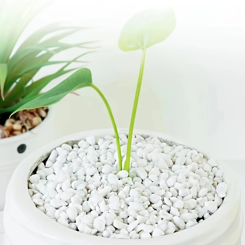 1L high-quality perlite succul - đánh giá và giá Pet Beds