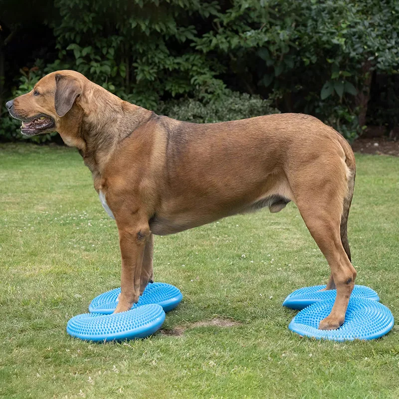 Dogs Training Aids Balance Fly - đánh giá và giá Flying Disc Dog Training Toy