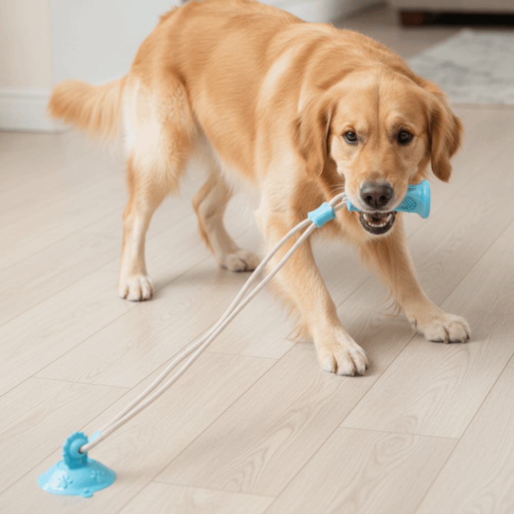 Bite-Resistant Dog Suction Cup - đánh giá và giá Suction Cup Dog Tug Toy