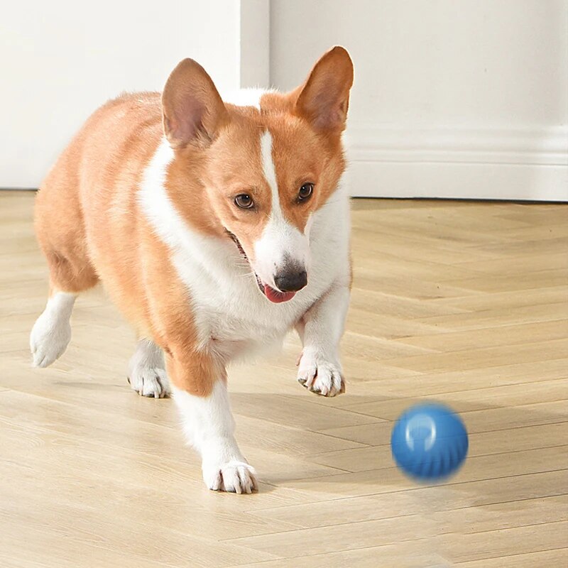 Dog Toys Intelligent Gravity J - đánh giá và giá Suction Cup Dog Tug Toy