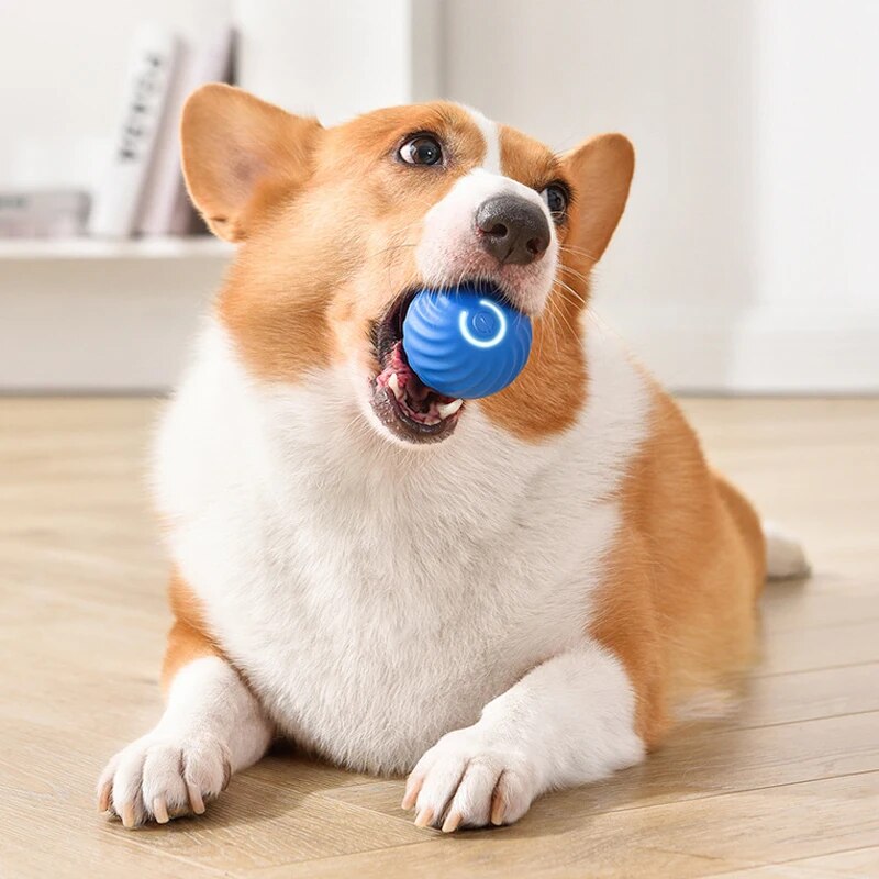 Dog Toys Intelligent Gravity J - đánh giá và giá Suction Cup Dog Tug Toy